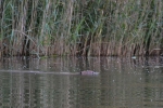 Crezée Watersport - Biesbosch